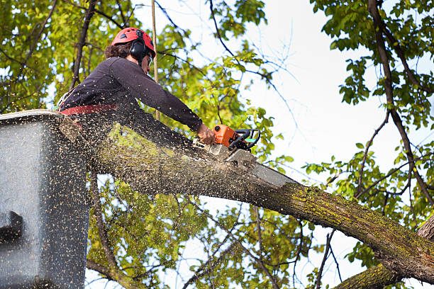  , USA Tree Care Services Pros